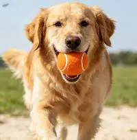 Dog Fetch Tennis Ball