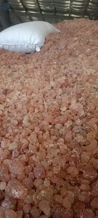 Gum Arabic (Hashab )