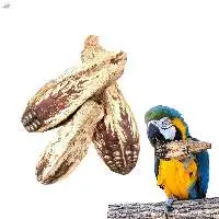 Natural Mahogany Pods Parrot Chew Toy