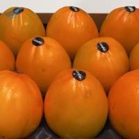 Fresh Azerbaijani Persimmons
