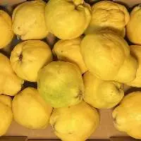 Fresh Azerbaijani Quinces