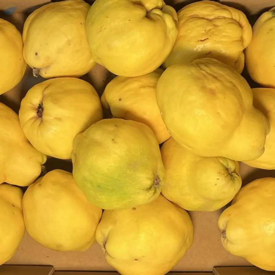 Fresh Azerbaijani Quinces