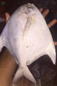 Fresh Chilled White Pomfret