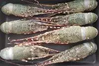 Fresh Chilled Lobster