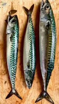 Fresh Chilled Mackerel