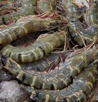 Fresh Chilled Tiger Prawns