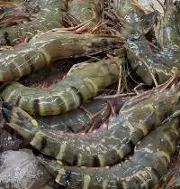 Fresh Chilled Tiger Prawns