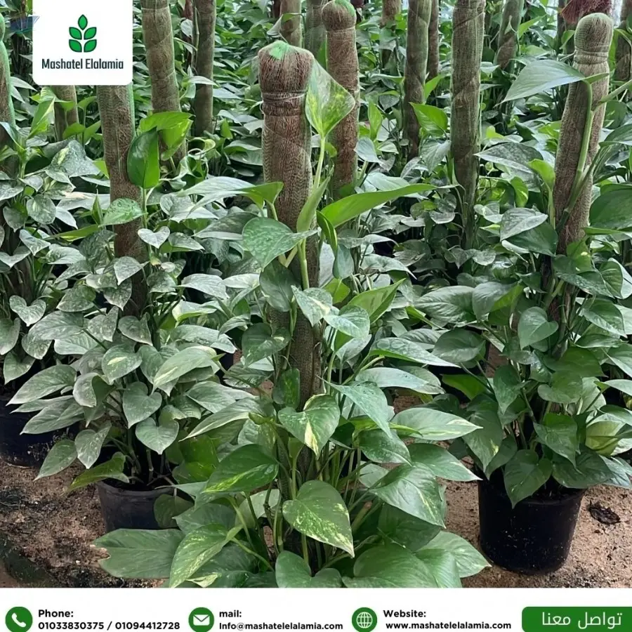 Pothos Plant