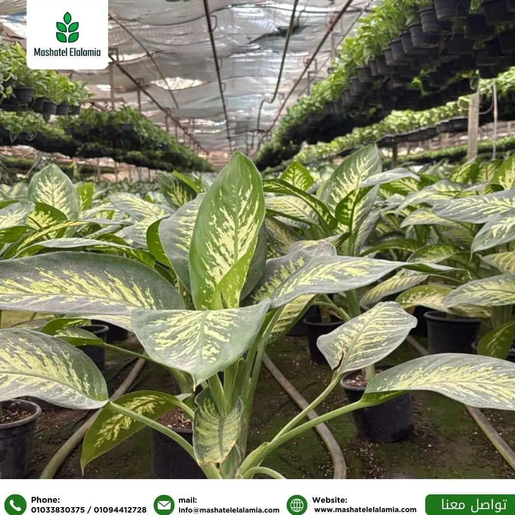 Indoor Plants
