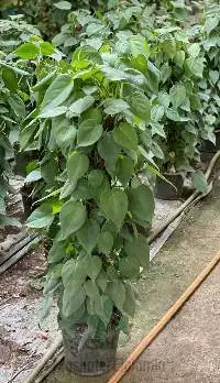 Indoor Plants