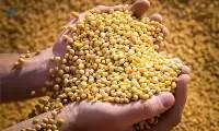Soybean