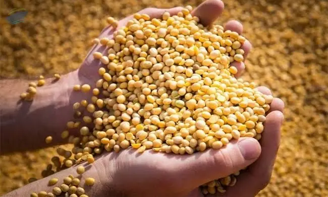 Soybean