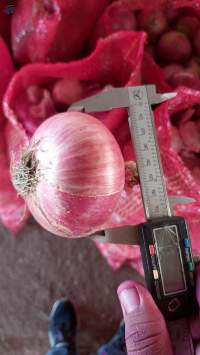 Nashik Fresh Red Onion