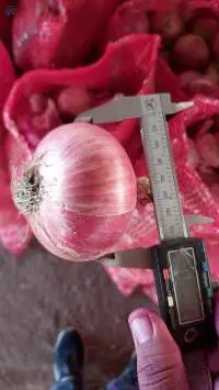 Nashik Fresh Red Onion