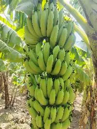 Raw Banana