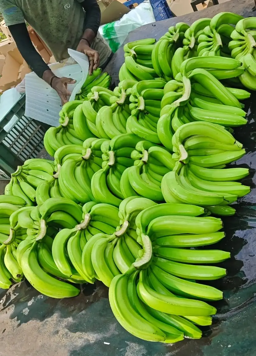 Banana