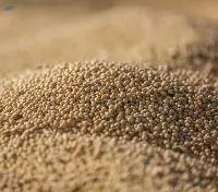 Non-GMO Brazilian Soybeans for Export