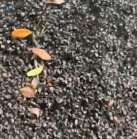 Palm Kernel Shell