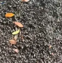 Palm Kernel Shell