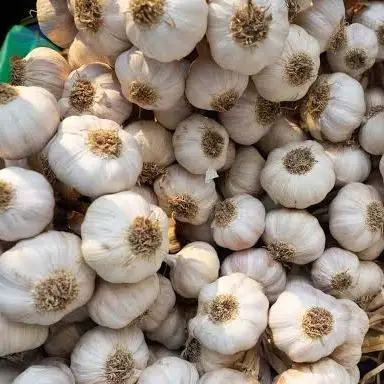 Fresh Garlic