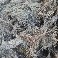 Gracilaria Seaweed