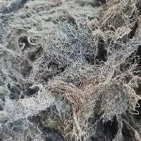 Gracilaria Seaweed