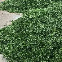 Green Chilli