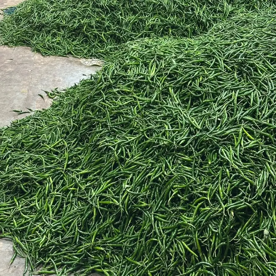 Green Chilli