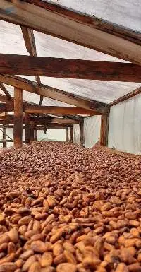 Fermented Cocoa Beans