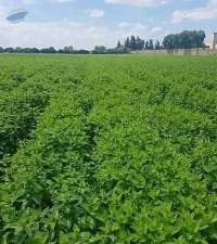 Organic Fresh Mint
