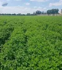 Organic Fresh Mint