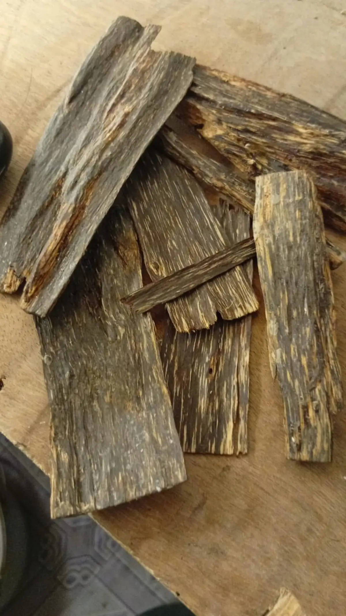 Agarwood Oud Aquilaria Malacensis Kalimantan