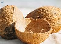 Coconut Shell Charcoal