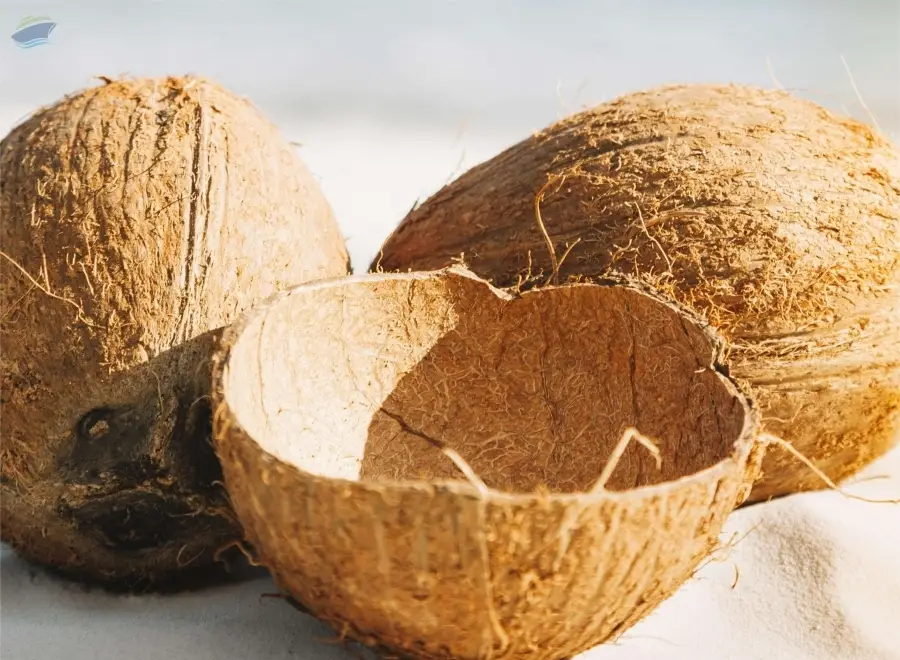 Coconut Shell Charcoal