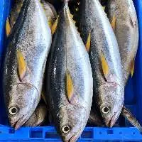 Fresh Omani Yellowfin Tuna