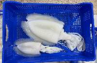 Frozen Moroccan Cuttlefish - Sepia Officinali