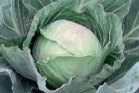 Cabbage