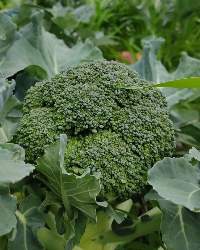 Broccoli