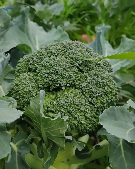 Broccoli