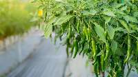 Green Chili
