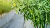 Green Chili