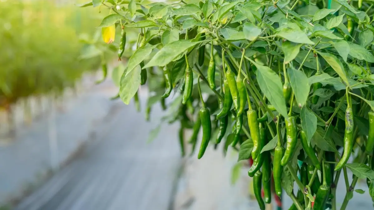 Green Chili