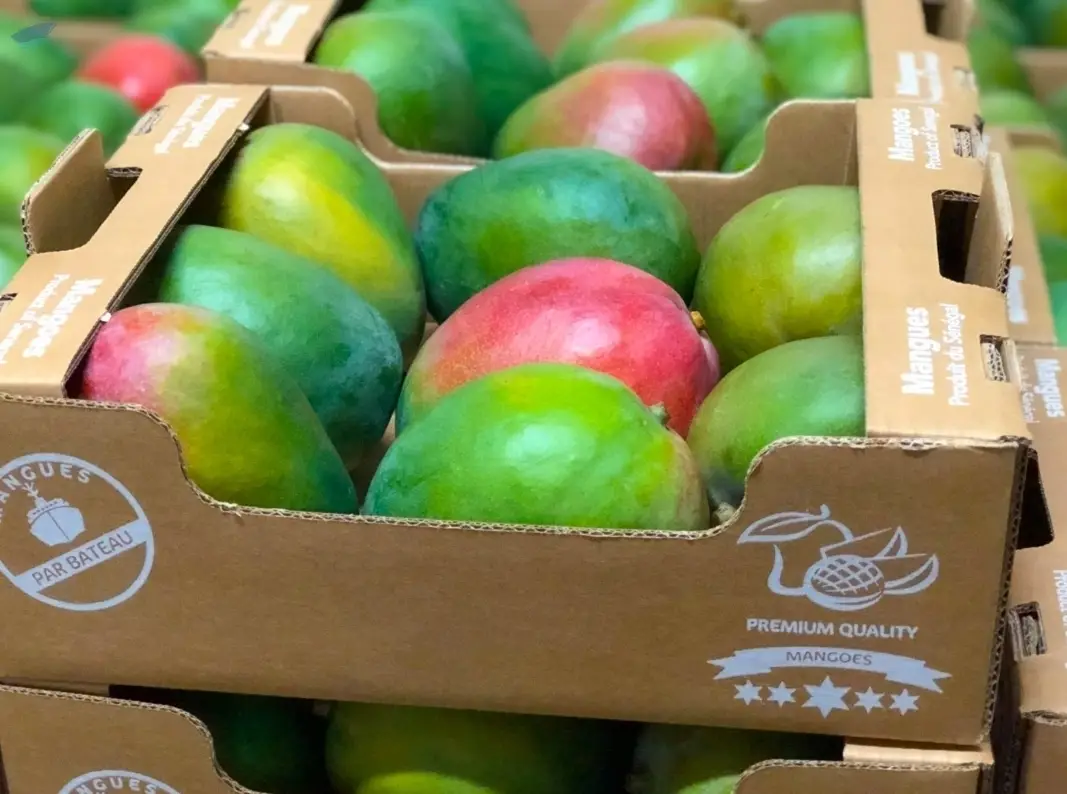 Fresh Keitt Mangoes