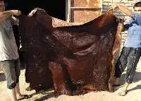 Goats, Camel, Cow  Skins