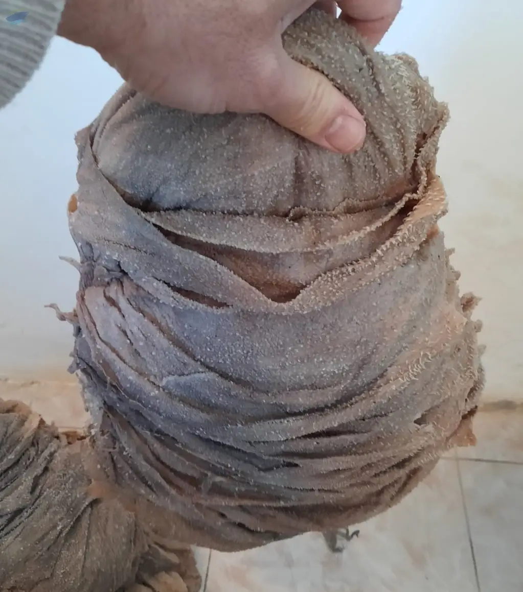 Salted Omasum
