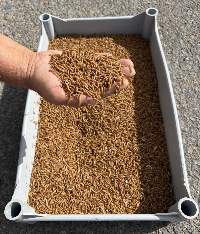 Live Mealworm Larvae