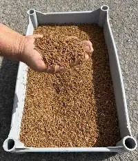 Live Mealworm Larvae