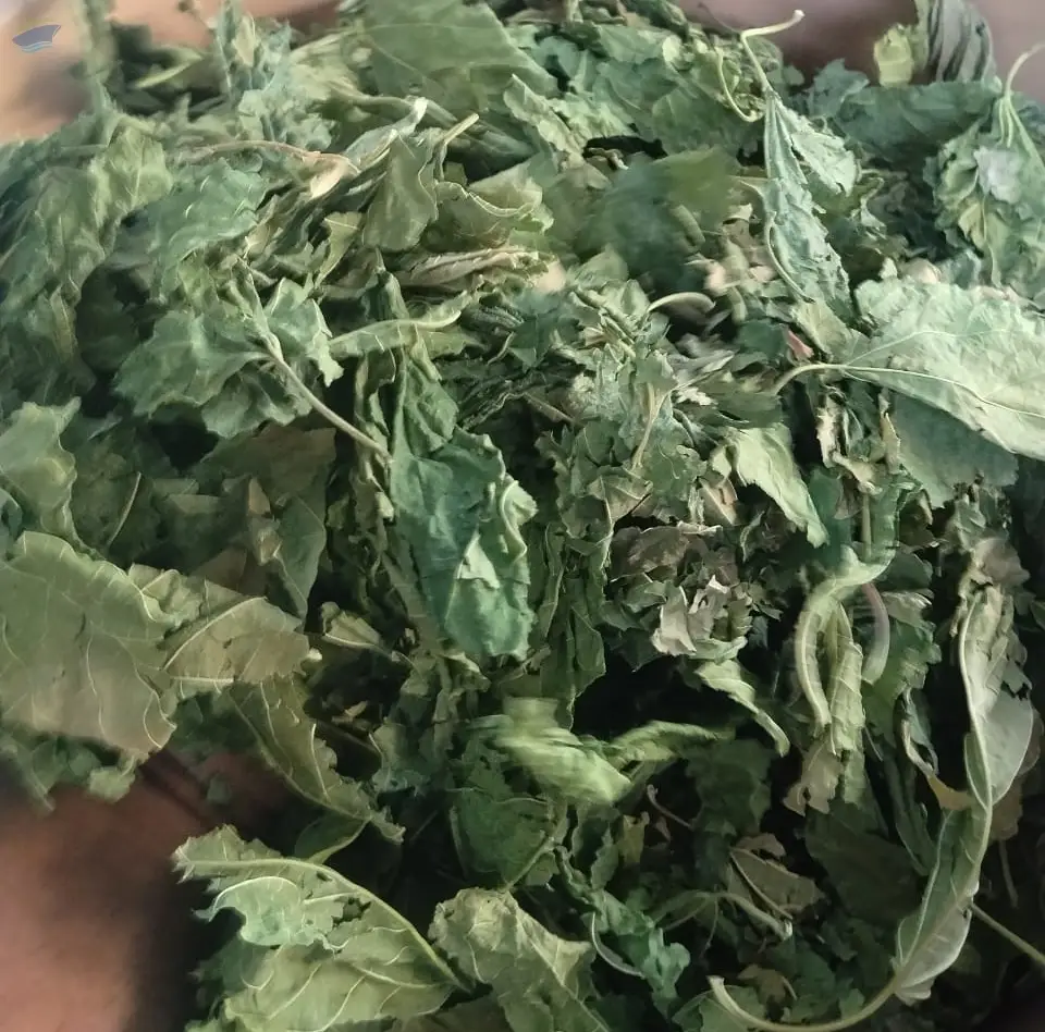 Mulberry Leaves