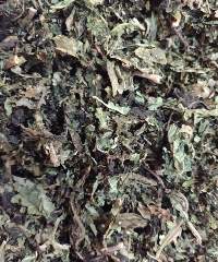 Papaya Leaves