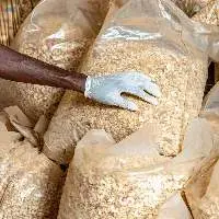 Raw Cashew Nuts (RCN) 